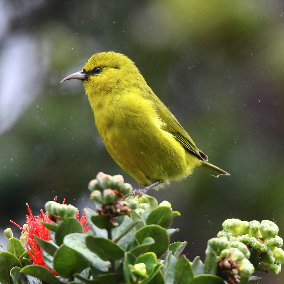 Is There A Free App To Identify Bird Calls In The Uk